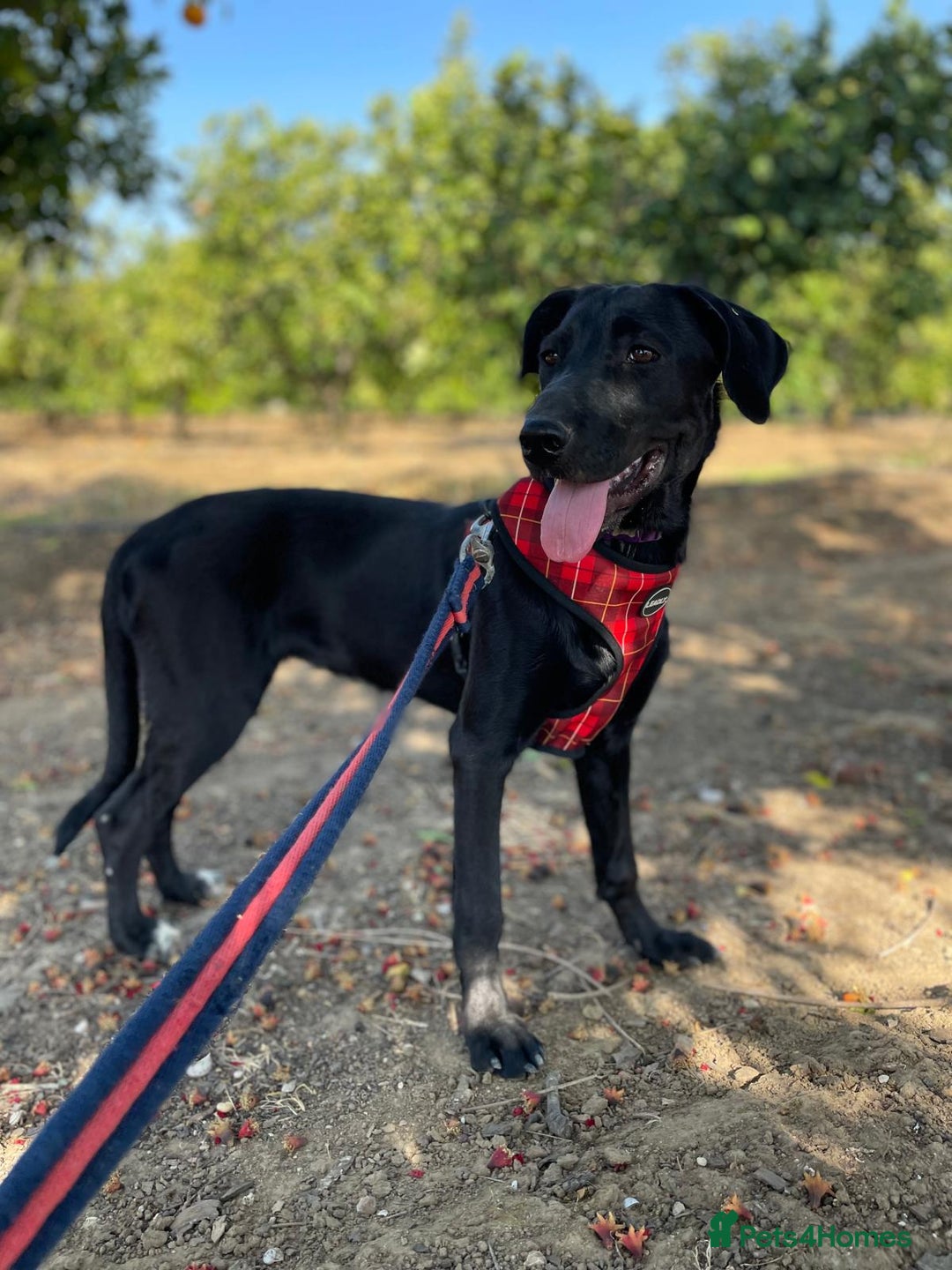 Mixed Breed dogs for adoption: Lovely Leah - Image 16