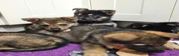 German Shepherd dogs for sale: KC Registered & Health Tested Working Line Puppies - Advert 18