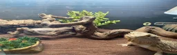 Bearded Dragon reptiles for sale: Friendly female bearded dragon aged 2 in Wilmslow - Advert 7