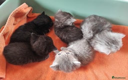 Devon Rex cats for sale: Munchkin x Devon rex  - Image 1