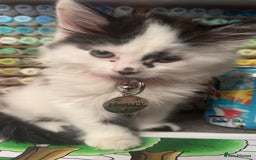 Mixed Breed cats for sale: Long hair male kitten  - Image 13