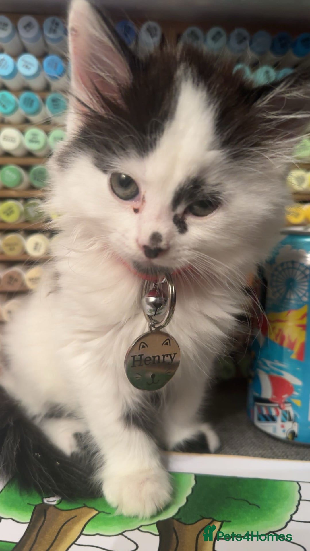 Mixed Breed cats for sale: Long hair male kitten  - Image 13