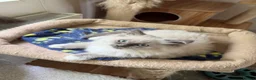 Ragdoll cats for sale: Beautiful Ragdoll kittens  - Advert 2
