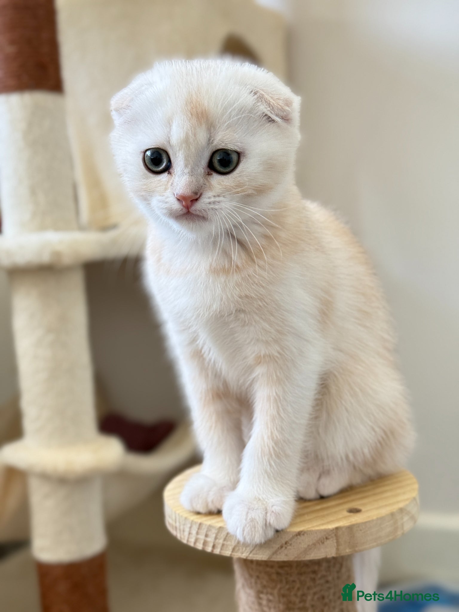 Scottish Fold cats Scottish Fold & Straight Kittens – 3 Girls 2 Boys - Advert 7