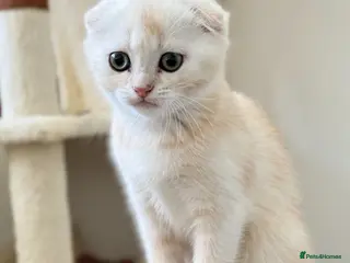 Scottish Fold cats Scottish Fold & Straight Kittens – 3 Girls 2 Boys - Advert 7