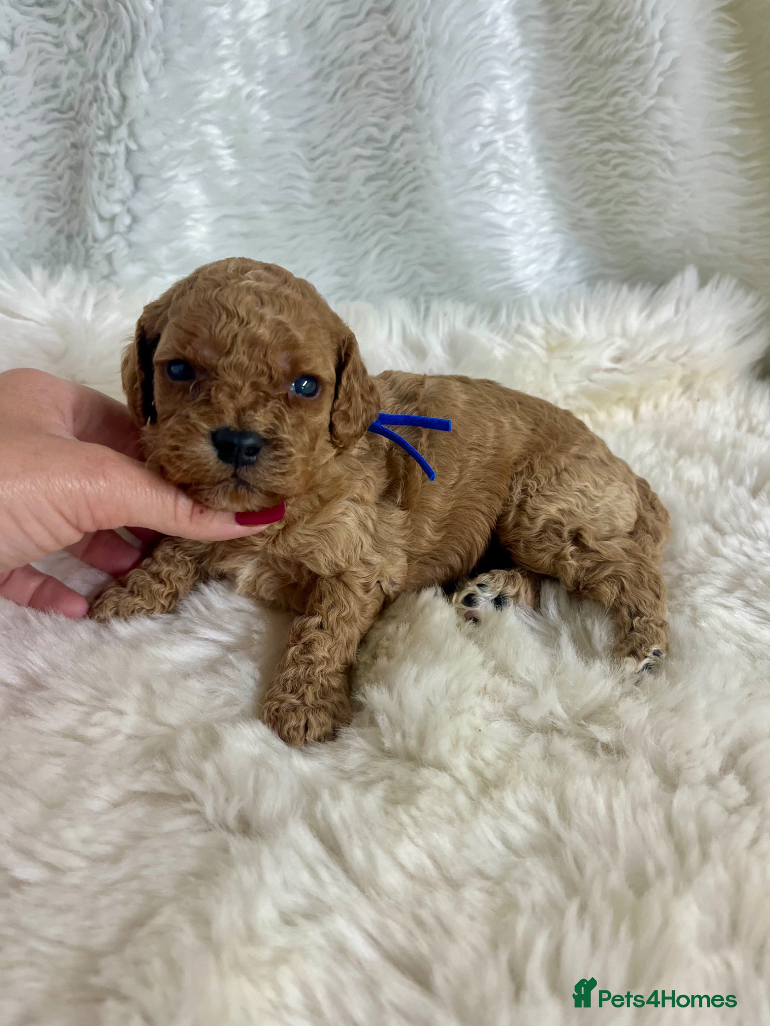 Cavapoo dogs Top quality, health tested F1b Cavapoo babies - Advert 10