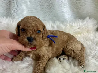 Cavapoo dogs Top quality, health tested F1b Cavapoo babies - Advert 10