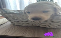 Labrador Retriever dogs for sale: Beautiful chunky yellow  Labrador puppy’s  - Image 7