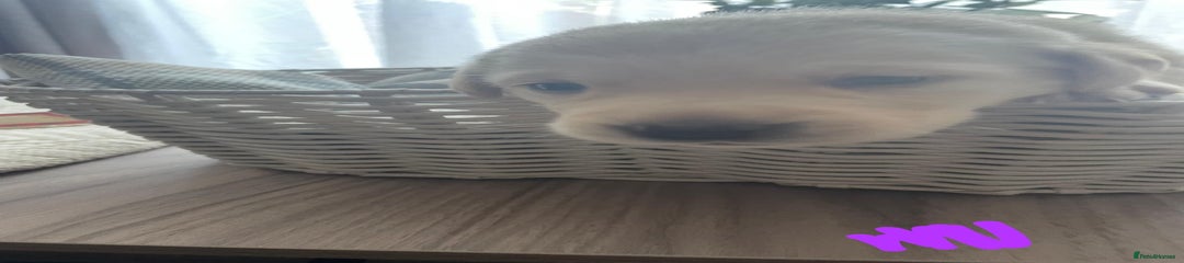 Labrador Retriever Puppy 6