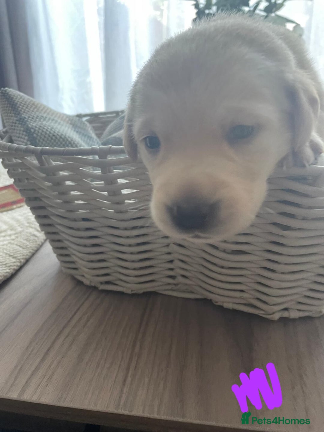 Labrador Retriever dogs for sale: Beautiful chunky yellow  Labrador puppy’s  - Image 7