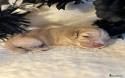 Cockapoo dogs for sale: Merle cockapoo  - Image 10