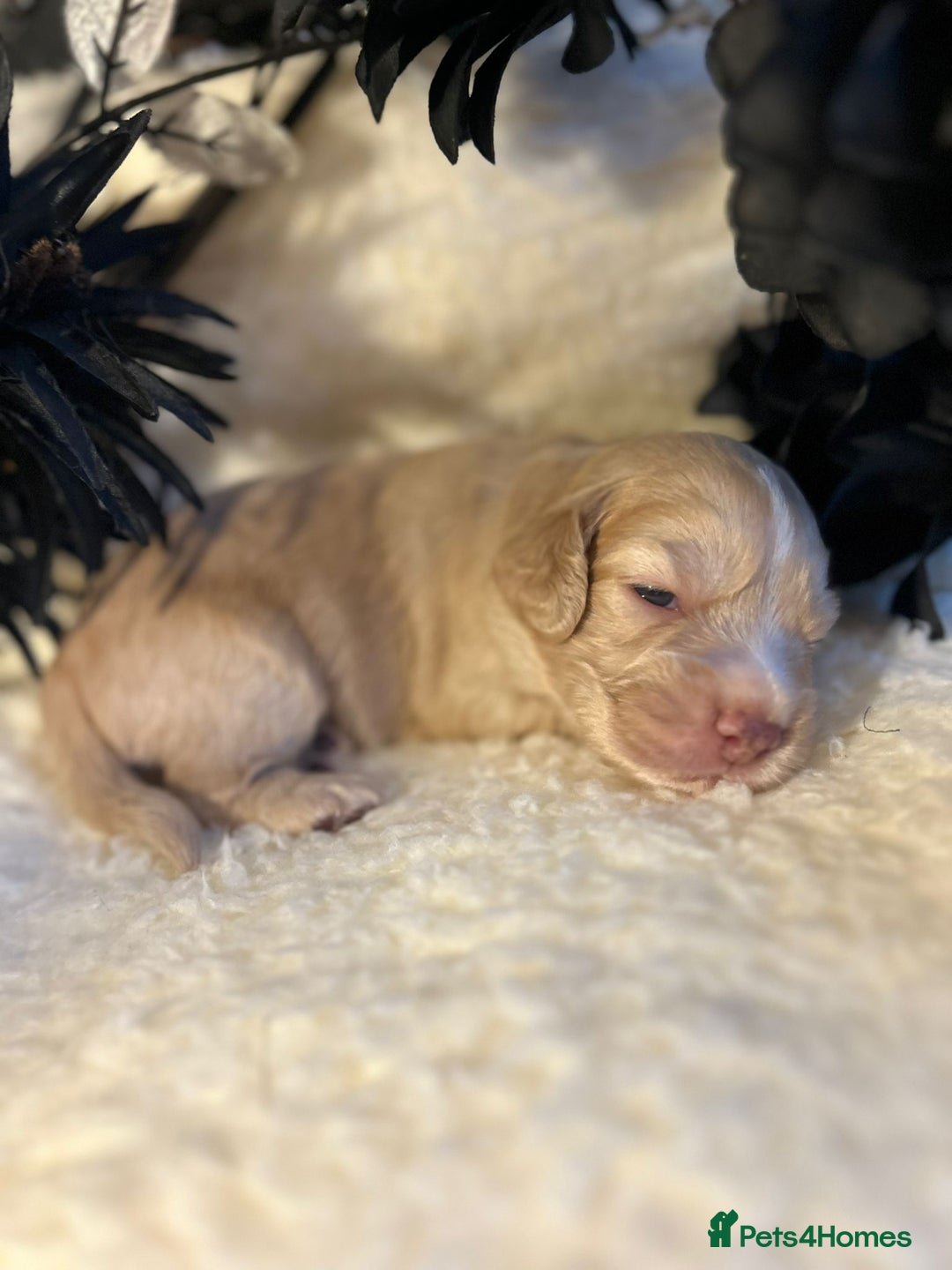 Cockapoo dogs for sale: Merle cockapoo  - Image 10