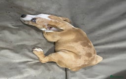 American Bully dogs for sale: Pocket bully puppies ready to go. - Image 5