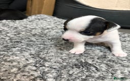 Mixed Breed dogs for sale: jackhuahua Pups - Image 10