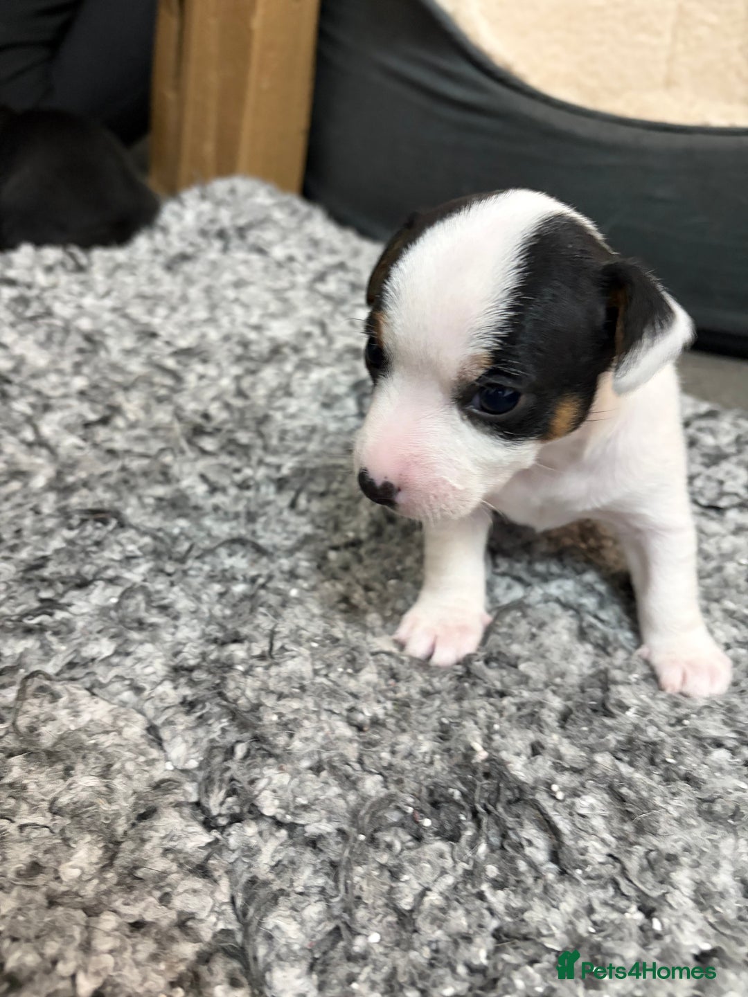Mixed Breed dogs for sale: jackhuahua Pups - Image 10