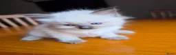 Ragdoll cats for sale: Beautiful Ragdoll Kittens Ready From 11th August - Advert 18