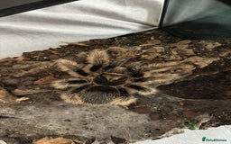 Tarantulas invertebrates for sale: Adult female curly hair and enclosure. - Image 2
