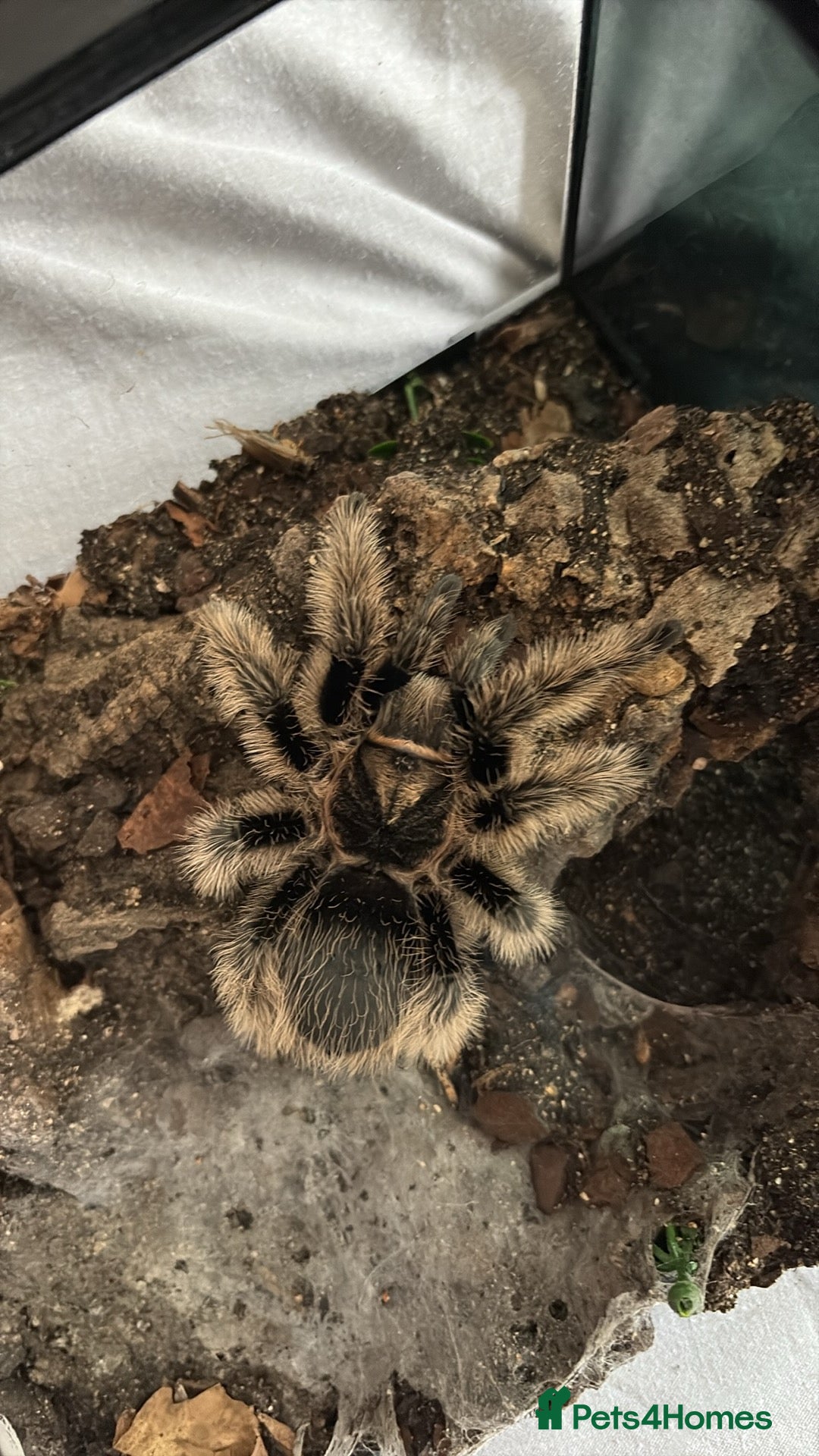 Tarantulas invertebrates for sale: Adult female curly hair and enclosure. - Image 2