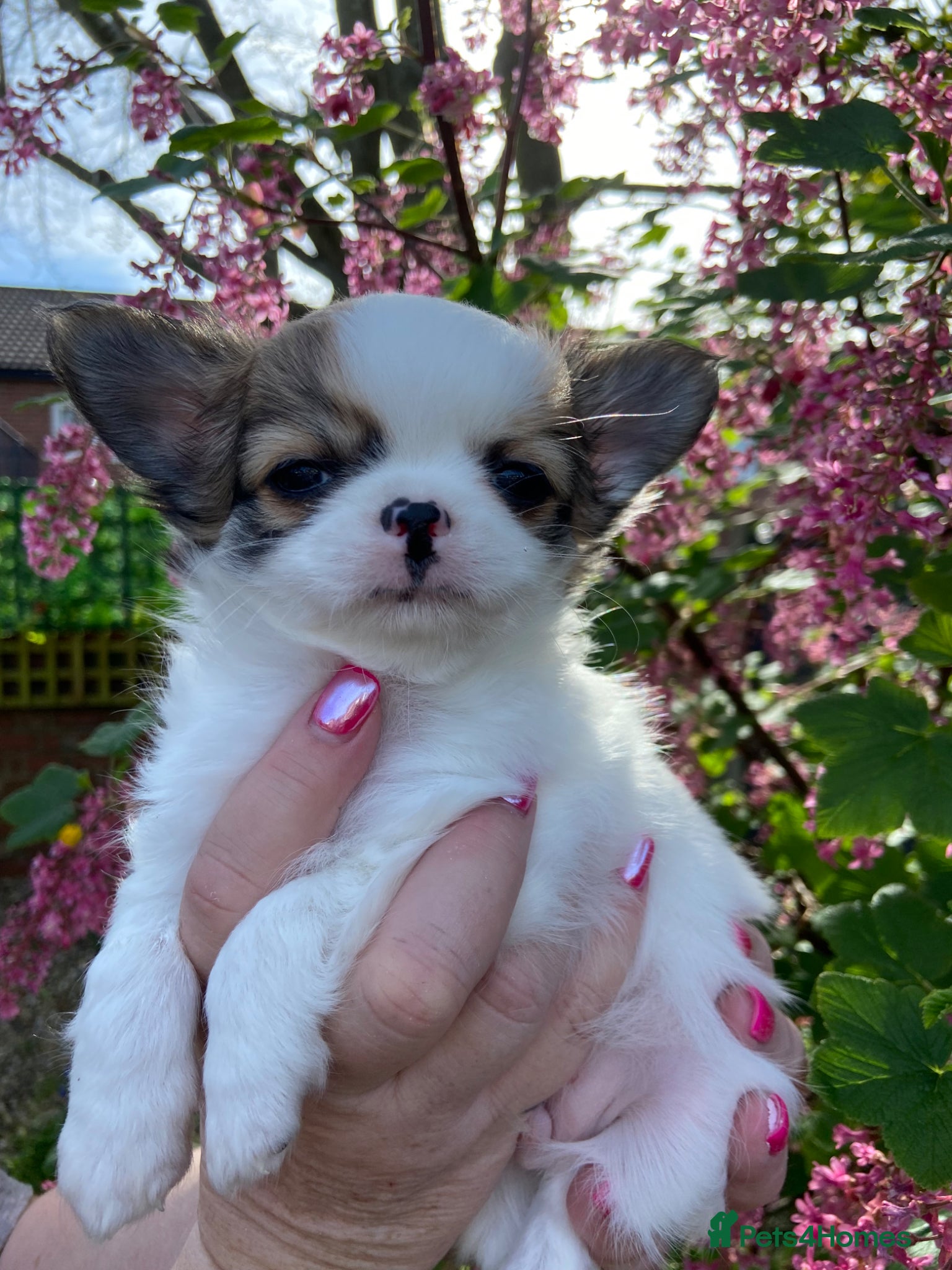 Chihuahua dogs KC registered gorgeous boys - Advert 1