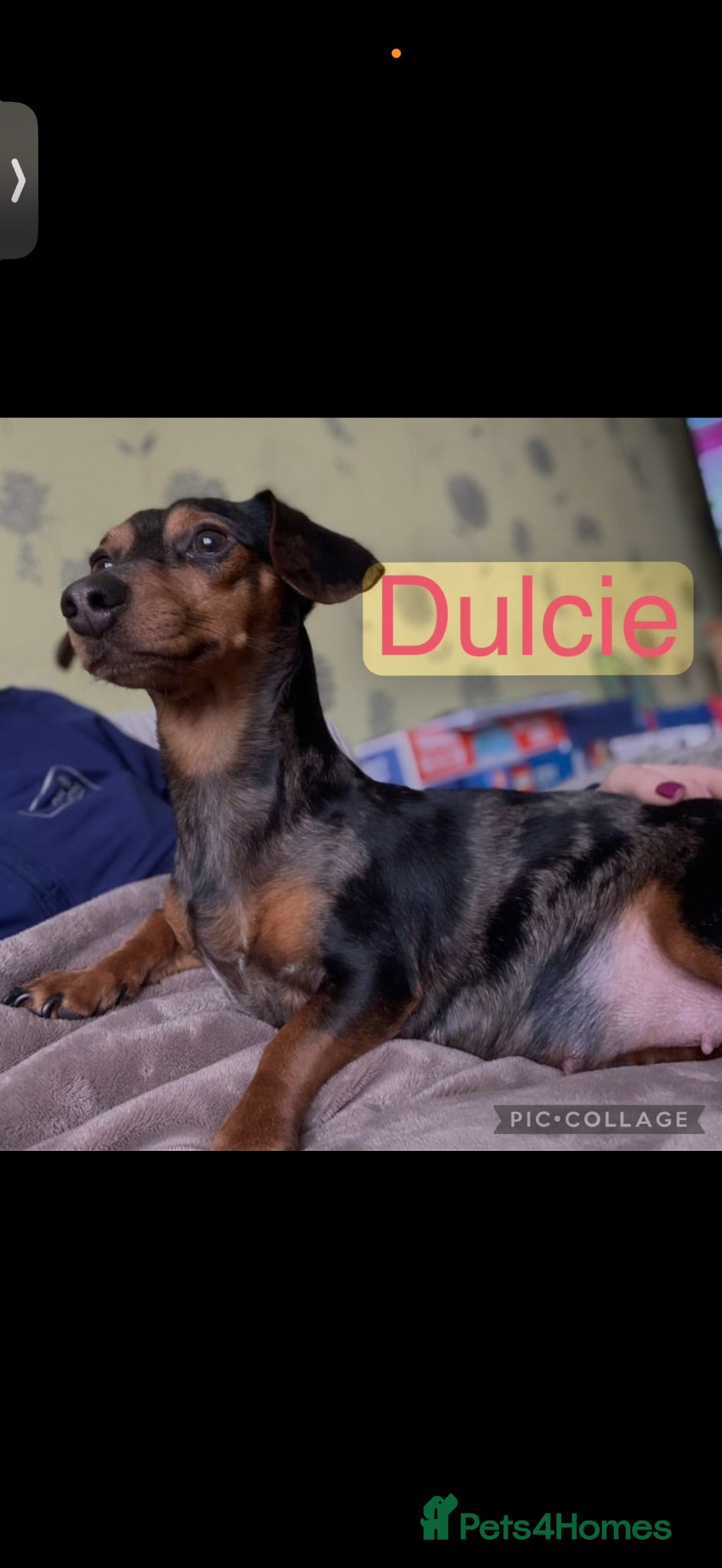Jackshund dogs Beautiful JackShund Puppies - Advert 1