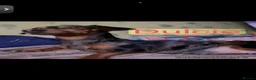 Jackshund dogs for sale: Beautiful JackShund Puppies - Advert 1