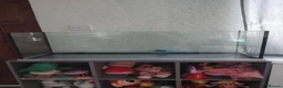 Axolotl reptiles for sale: Axolotl albino  - Advert 5