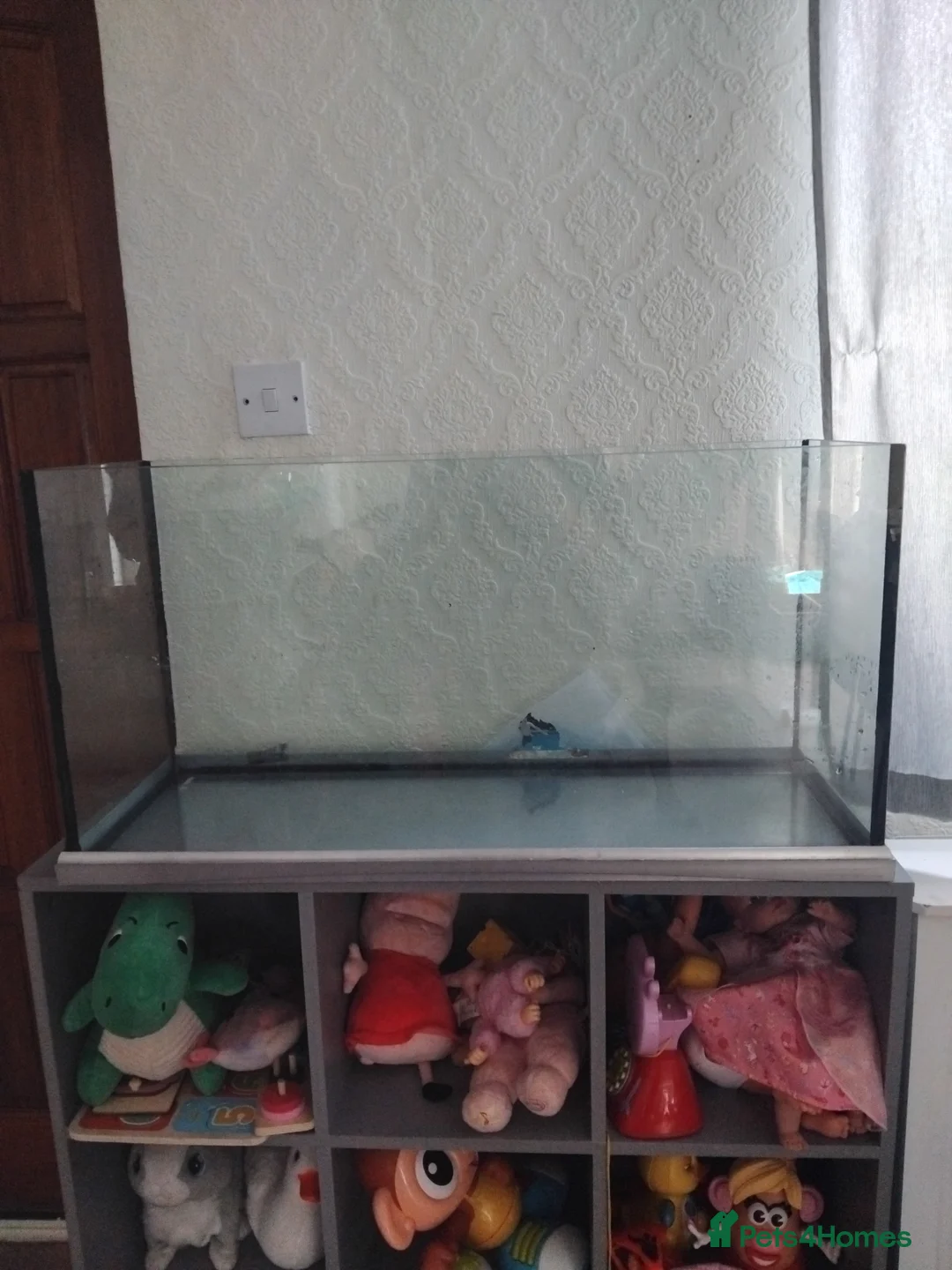Axolotl reptiles for sale: Axolotl albino  - Advert 5