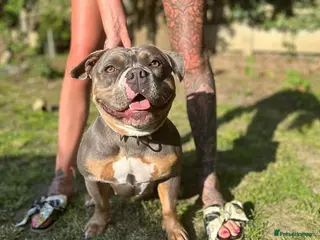 American Bully dogs Blue Tri Female Pocket Bully For Sale - Advert 13