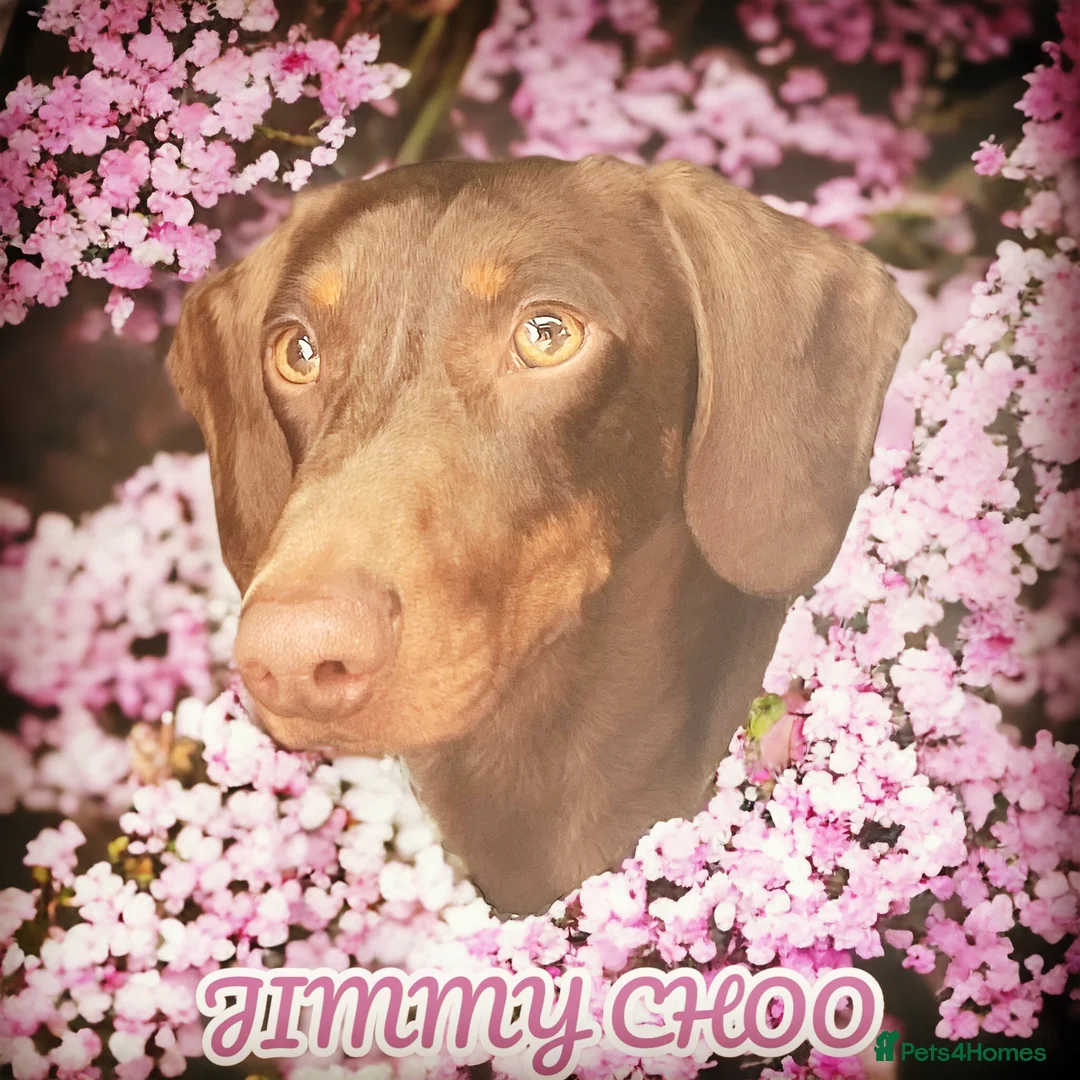 Miniature Dachshund dogs for stud: STUNNING MINIATURE DACHSHUND AVAILABLE AT STUD in Grays - Advert 24