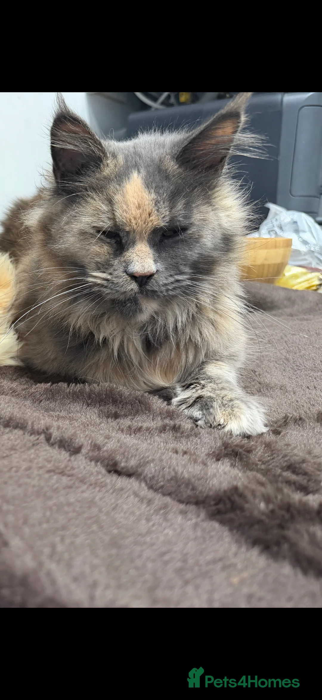 Maine Coon cats for sale: Maine coon female  - Advert 3
