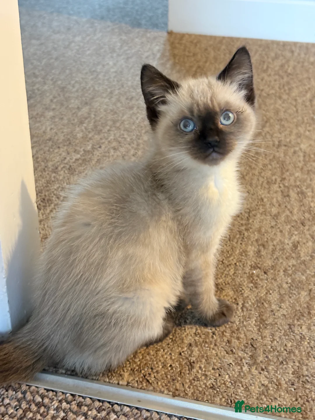 Mixed Breed cats for sale: Ragdoll X Maincoon - Advert 2