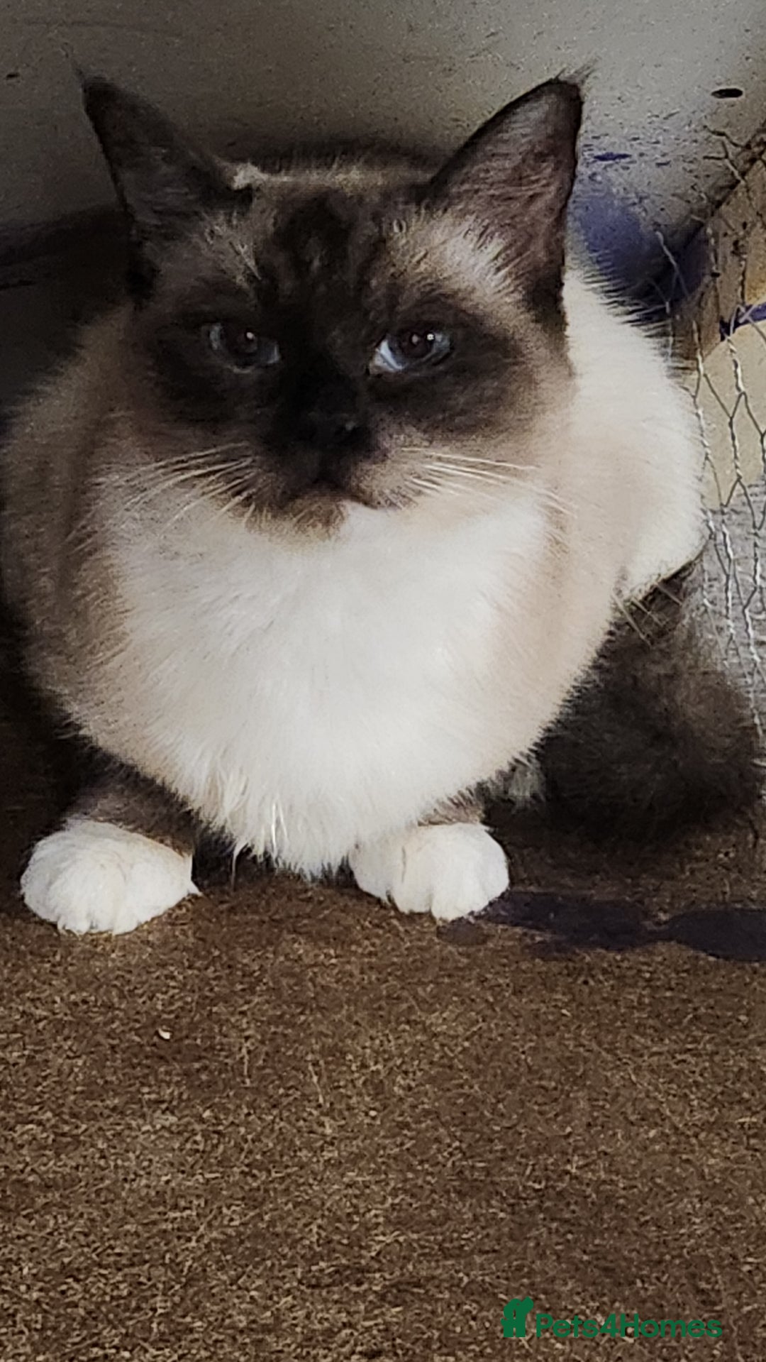 Ragdoll cats for sale: Ragdoll Queen for sale - Advert 5