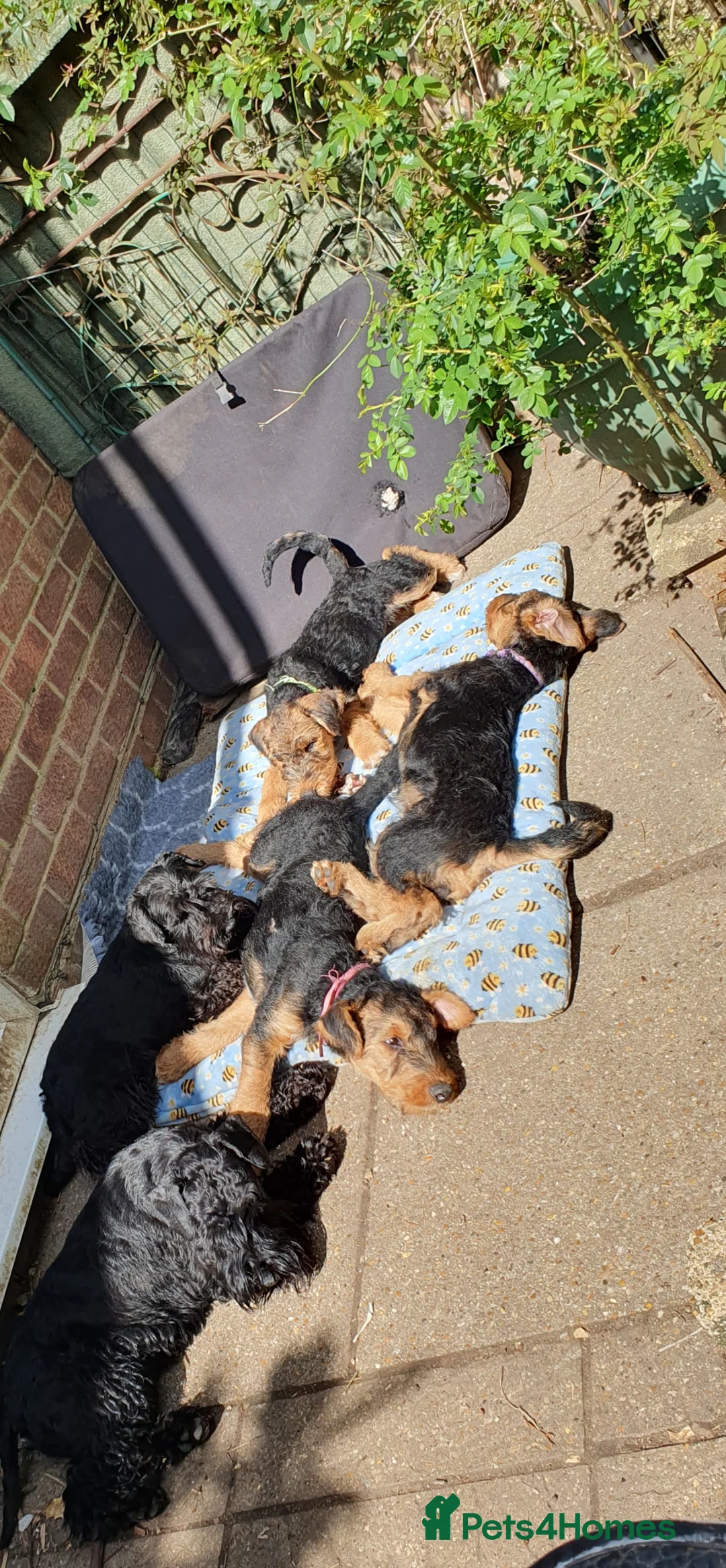 Airedale Terrier dogs for sale: Airedale Puppies from health tested parents  - Advert 7