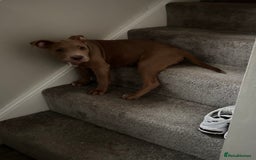 Mixed Breed dogs for sale: Staffy x  - Image 1
