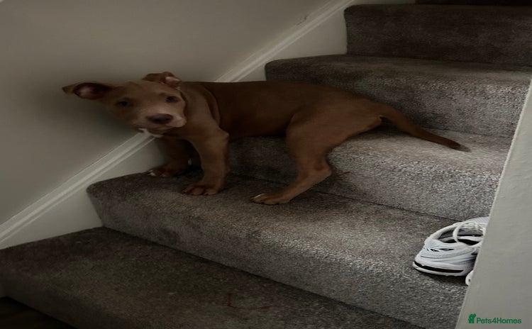 Mixed Breed dogs - Advert 1