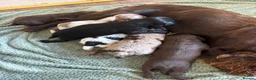 Cocker Spaniel dogs for sale: Cocker spaniel puppies  - Advert 28