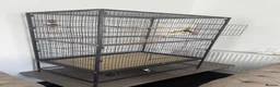 Budgerigars birds for sale: Budgies in Peterborough - Advert 5