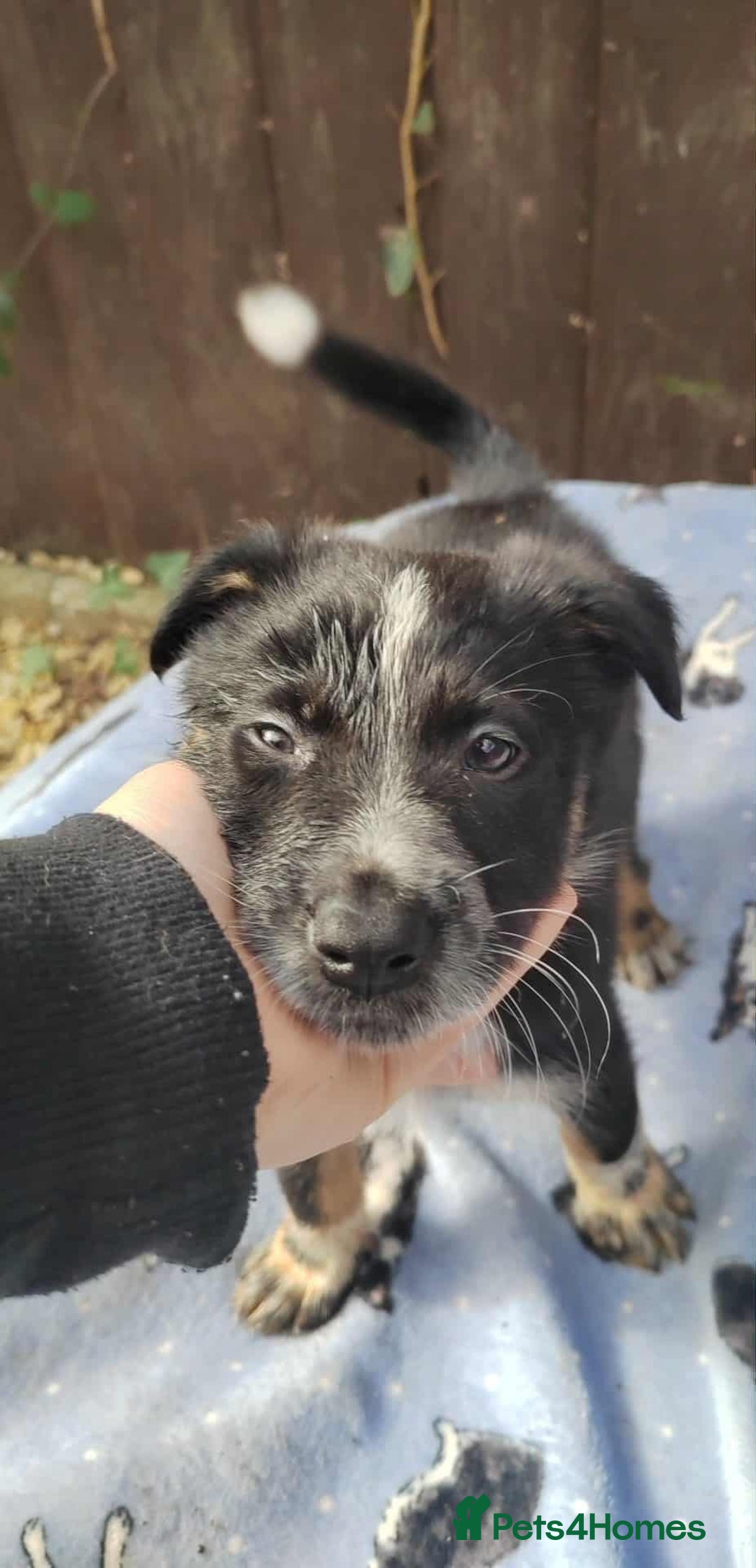 Mixed Breed dogs for sale: Border Collie X German Shepherd Puppies - Image 3