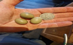 Quail poultry for sale: button quail - Image 3