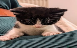 British Longhair cats for sale: 4 Beautiful longhair kittens for sale - Image 5