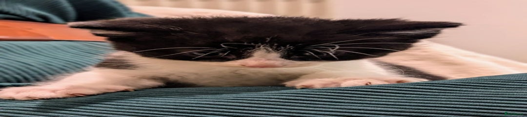 British Longhair Kitten 3