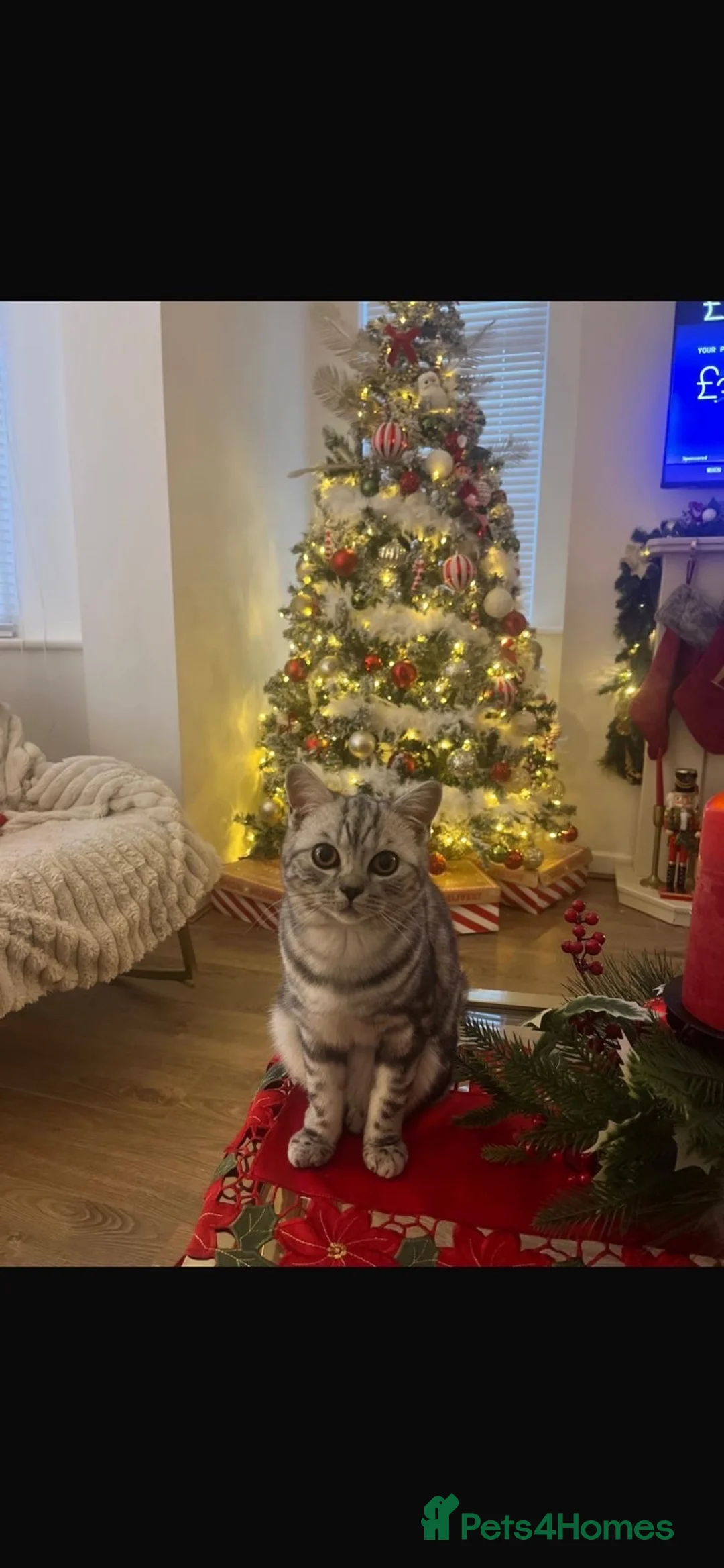 British Shorthair cats for sale: British shorthair  - Advert 2