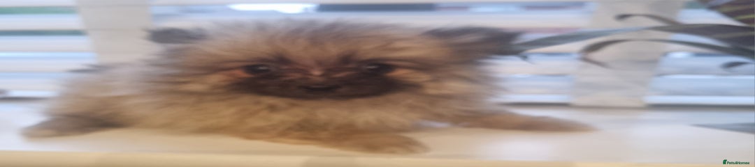 Pomeranian Puppy 1
