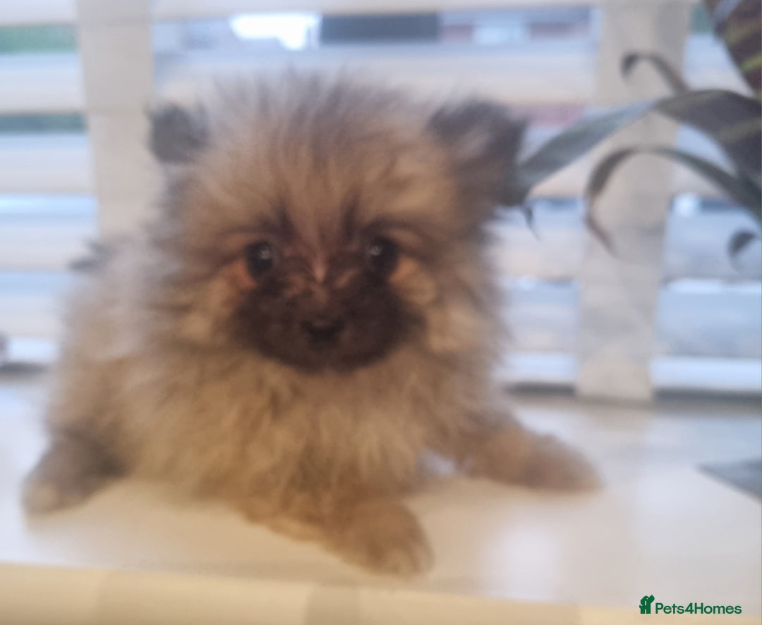 Pomeranian dogs for sale: Xxs Pomeraniums  - Image 10