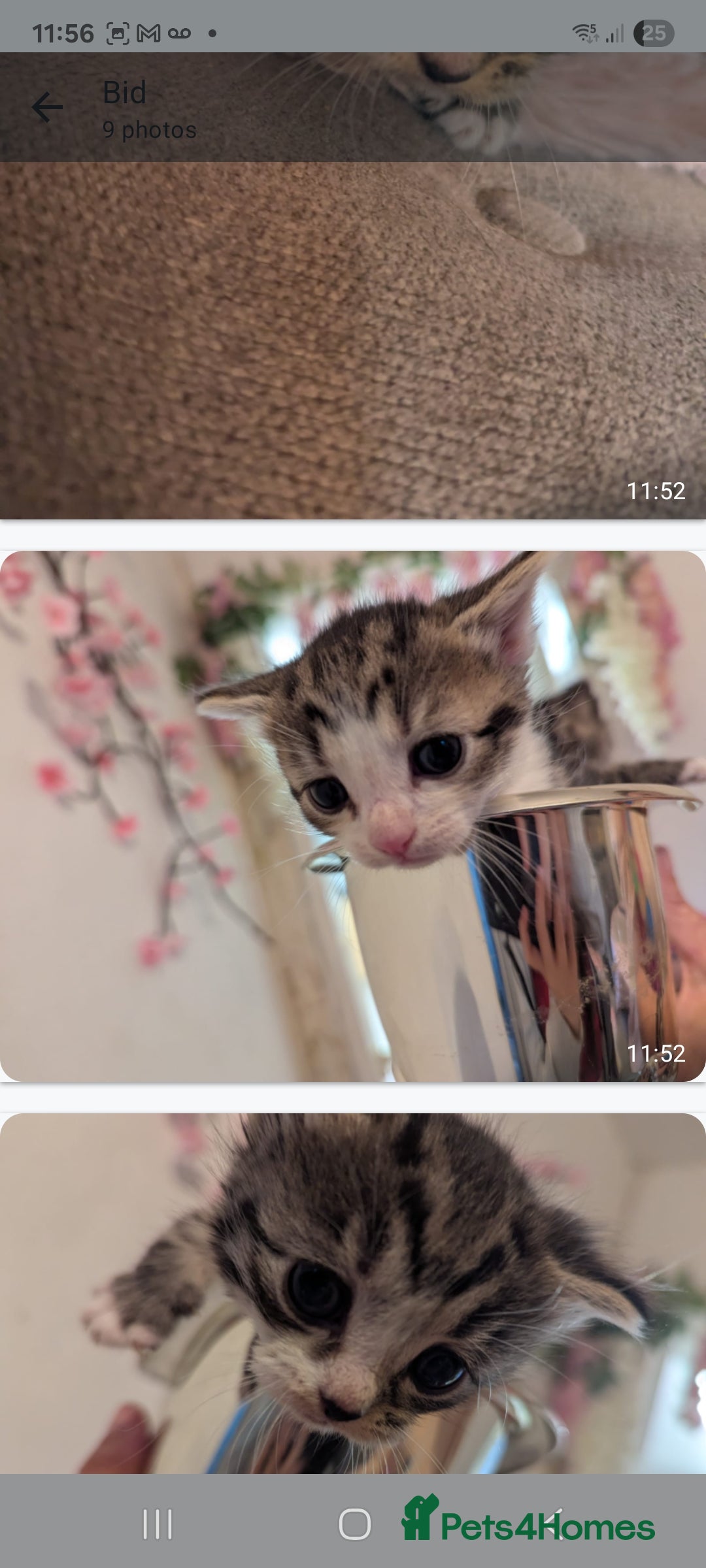 Mixed Breed cats for sale: Beautiful loving,kittens - Image 6
