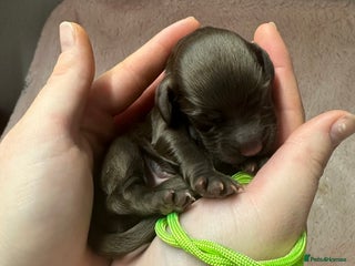 Cocker Spaniel dogs Gorgeous Cockers - Farlavale x Muzmurray - Advert 1