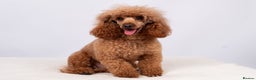 Toy Poodle dogs for stud: EXTENSIVELY HEALTH TESTED DEEP RED POODLE STUD  - Advert 5