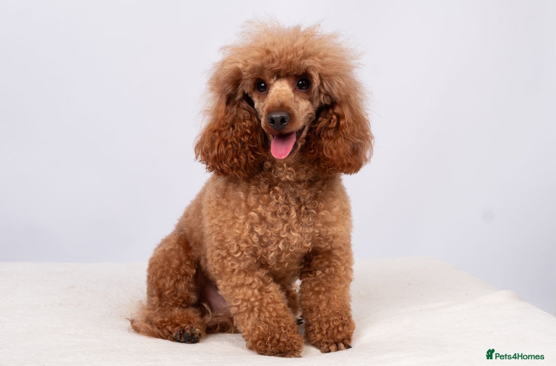 Toy Poodle dogs for stud: EXTENSIVELY HEALTH TESTED DEEP RED POODLE STUD  - Advert 5