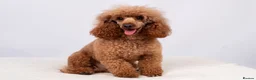 Toy Poodle dogs for stud: EXTENSIVELY HEALTH TESTED DEEP RED POODLE STUD  - Advert 5