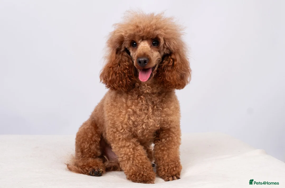 Toy Poodle dogs for stud: EXTENSIVELY HEALTH TESTED DEEP RED POODLE STUD  - Advert 5